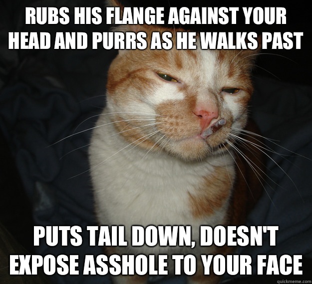 Rubs his flange against your head and purrs as he walks past Puts tail down, doesn't expose asshole to your face  Cool Cat Craig