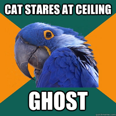 cat stares at ceiling ghost  Paranoid Parrot