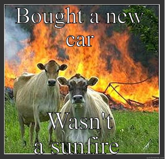 BOUGHT A NEW CAR WASN'T A SUNFIRE  Evil cows