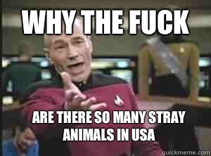 Why the fuck  Are there so many stray animals in USA  Annoyed Picard