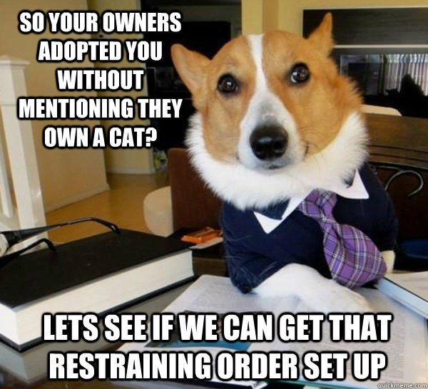 So your owners adopted you without mentioning they own a cat? Lets see if we can get that restraining order set up - So your owners adopted you without mentioning they own a cat? Lets see if we can get that restraining order set up  Lawyer Dog