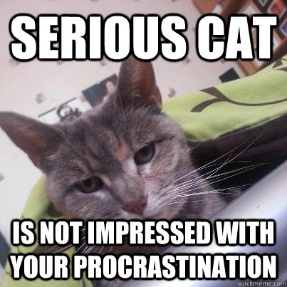 Serious Cat  Is not impressed with your procrastination  - Serious Cat  Is not impressed with your procrastination   Misc