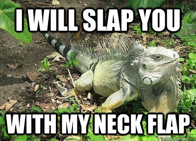 I will slap you with my neck flap - I will slap you with my neck flap  Gallant Iguana