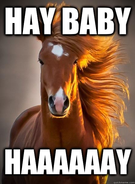 Hay baby Haaaaaay  Ridiculously Photogenic Horse