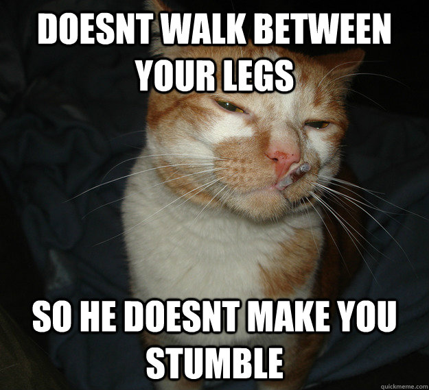 doesnt walk between your legs so he doesnt make you stumble  Cool Cat Craig