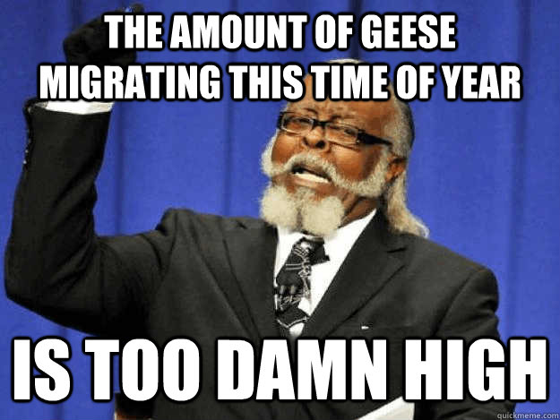 The amount of geese migrating this time of year is too damn high - The amount of geese migrating this time of year is too damn high  Toodamnhigh