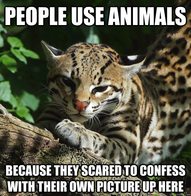 people use animals because they scared to confess with their own picture up here  