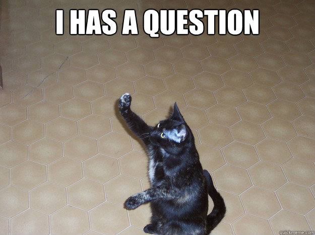 I has a question  - I has a question   Question Cat