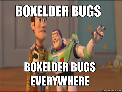 boxelder bugs boxelder bugs everywhere  woody and buzz