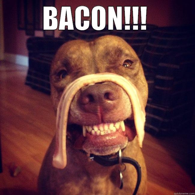 BACON!!!  Misc