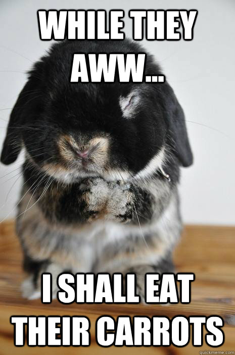 While they Aww... I shall eat their carrots  - While they Aww... I shall eat their carrots   Conspiring Bunny