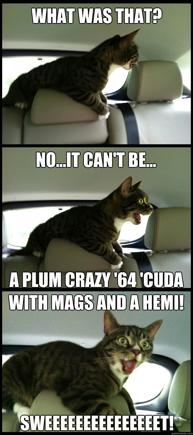 What was that? no...it can't be... A Plum Crazy '64 'Cuda with mags and a Hemi! Sweeeeeeeeeeeeeeet!  Car Crazy Cat