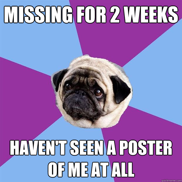 Missing for 2 weeks haven't seen a poster of me at all  Lonely Pug