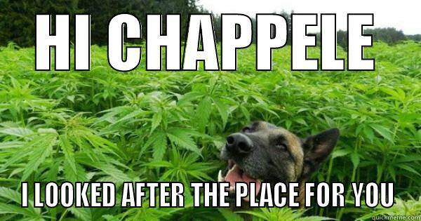 HI CHAPPELE I LOOKED AFTER THE PLACE FOR YOU Misc