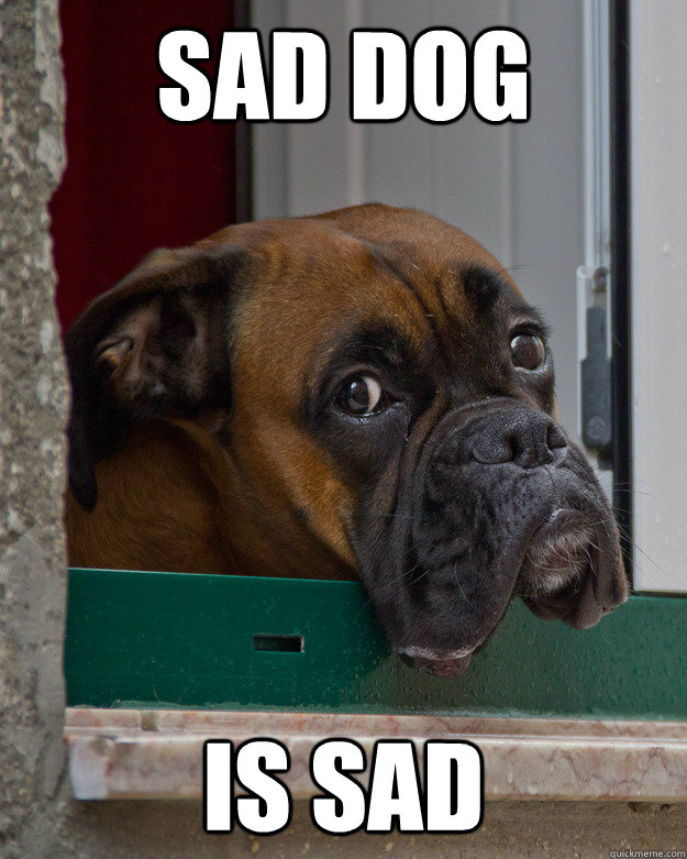 sad dog is sad  