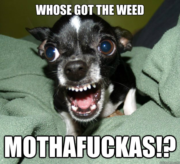 whose got the weed mothafuckaS!?  Chihuahua Logic
