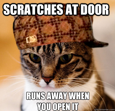scratches at door runs away when you open it  Scumbag Cat