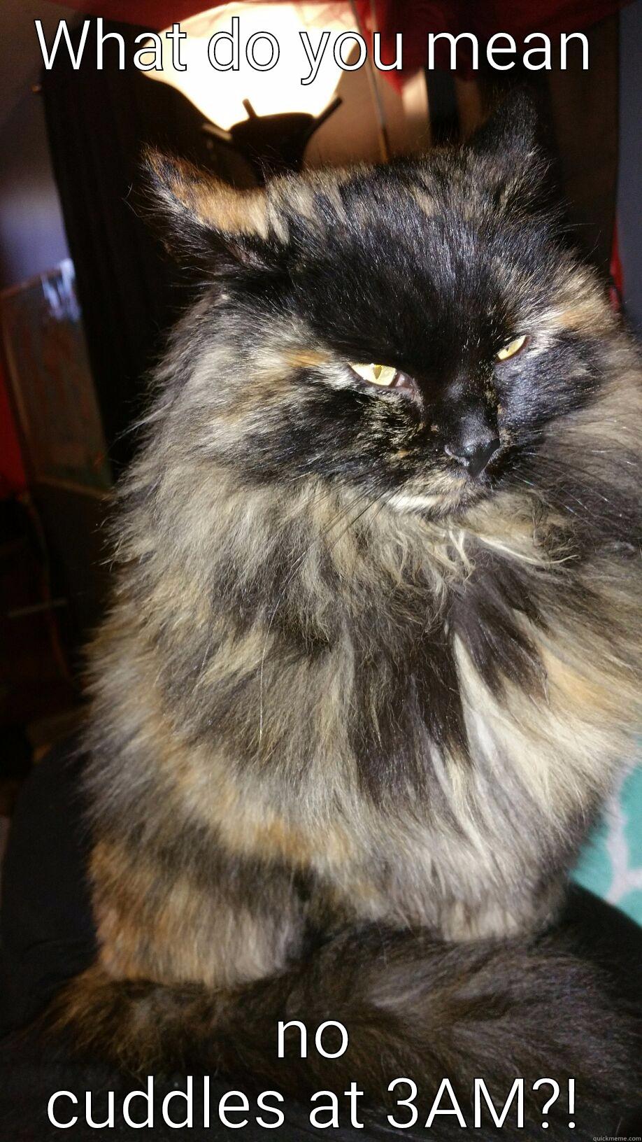 WHAT DO YOU MEAN NO CUDDLES AT 3AM?! Misc