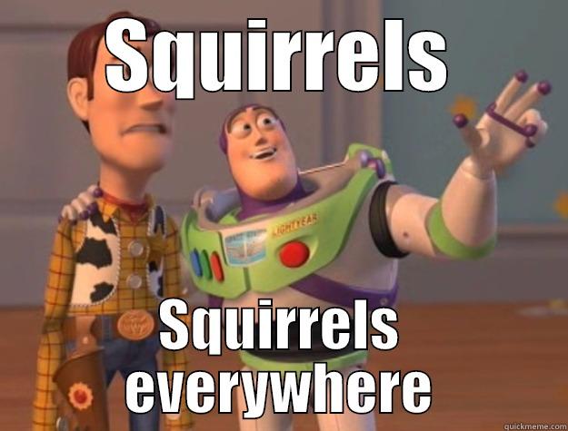 Squirrels everywhere - SQUIRRELS SQUIRRELS EVERYWHERE Toy Story
