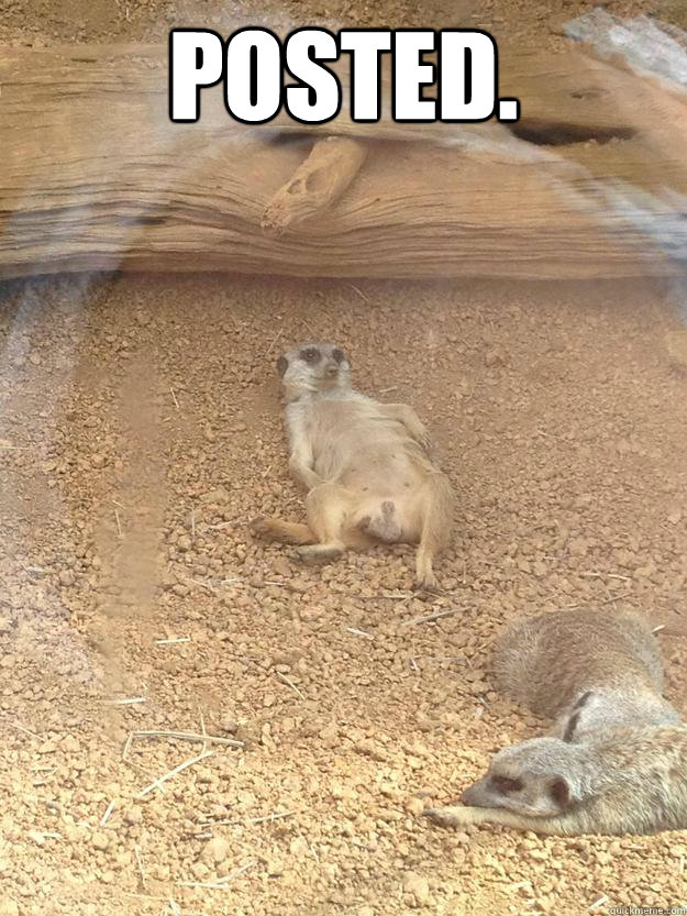 Posted. - Posted.  Made-well Meerkat