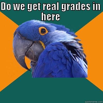 DO WE GET REAL GRADES IN HERE  Paranoid Parrot