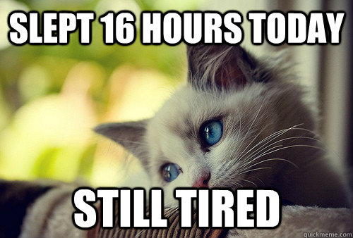 Slept 16 hours today Still tired - Slept 16 hours today Still tired  First World Cat Problems