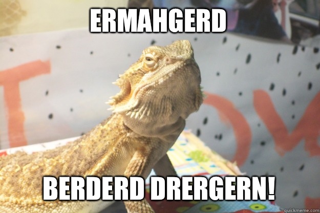 ERMAHGERD  BERDERD DRERGERN!  