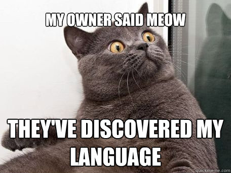 MY OWNER SAID MEOW THEY'VE DISCOVERED MY LANGUAGE  conspiracy cat