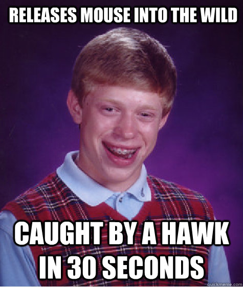 Releases mouse into the wild Caught by a Hawk in 30 Seconds - Releases mouse into the wild Caught by a Hawk in 30 Seconds  Bad Luck Brian