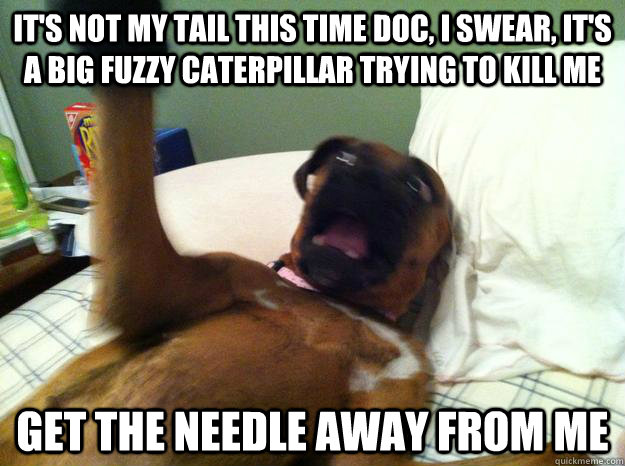 it's not my tail this time doc, i swear, it's a big fuzzy caterpillar trying to kill me get the needle away from me - it's not my tail this time doc, i swear, it's a big fuzzy caterpillar trying to kill me get the needle away from me  Insane Psychiatric Dog