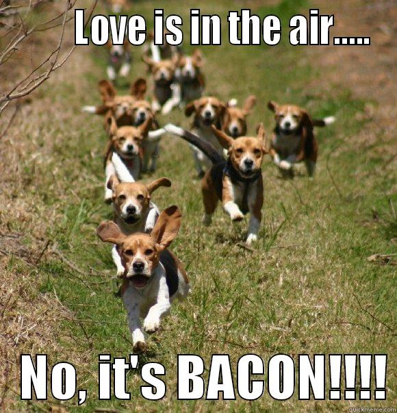         LOVE IS IN THE AIR.....    NO, IT'S BACON!!!! Misc