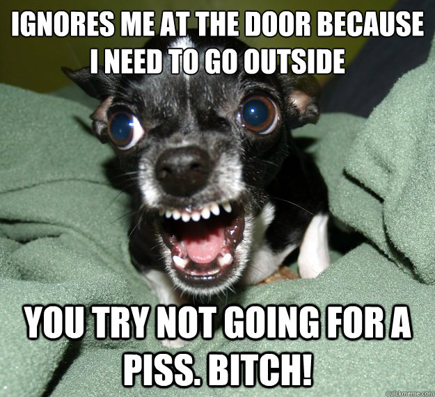 ignores me at the door because i need to go outside you try not going for a piss. bitch!  Chihuahua Logic