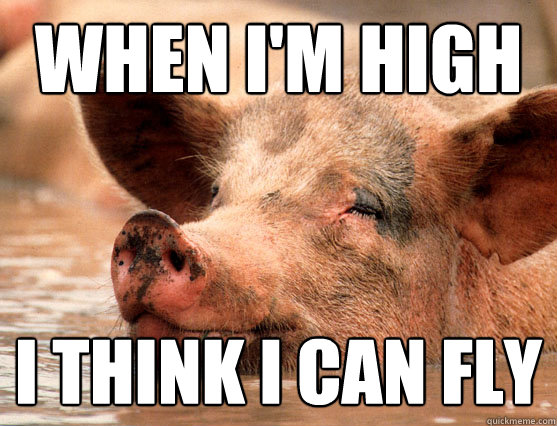 when i'm high i think i can fly  Stoner Pig