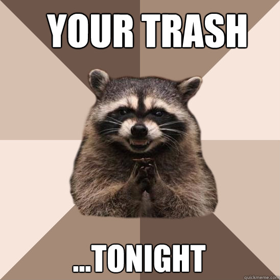your trash ...tonight  Evil Plotting Raccoon