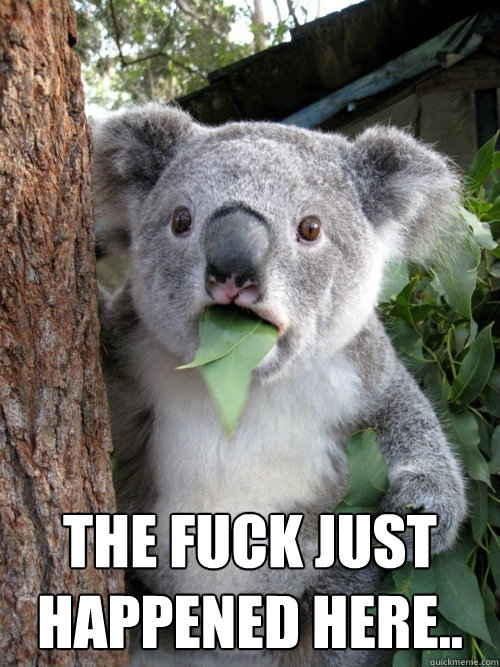  the fuck just happened here..  koala bear