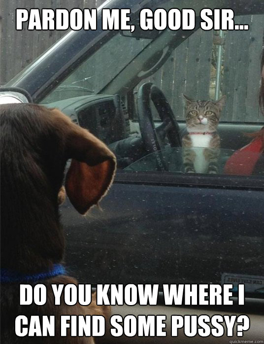 PARDON ME, GOOD SIR... Do you know where I can find some pussy? - PARDON ME, GOOD SIR... Do you know where I can find some pussy?  Cat needs directions