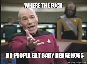 where the fuck do people get baby hedgehogs  Annoyed Picard