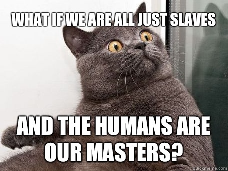 What if we are all just slaves And the humans are our masters?  conspiracy cat