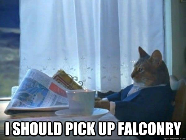  I should pick up falconry -  I should pick up falconry  morning realization newspaper cat meme