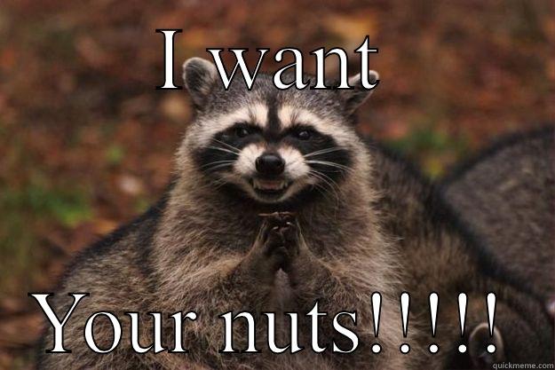 I WANT YOUR NUTS!!!!! Evil Plotting Raccoon