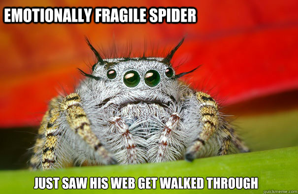 Emotionally fragile spider just saw his web get walked through  Sad spider