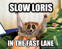 Slow loris in the fast lane - Slow loris in the fast lane  American Studies Slow Loris