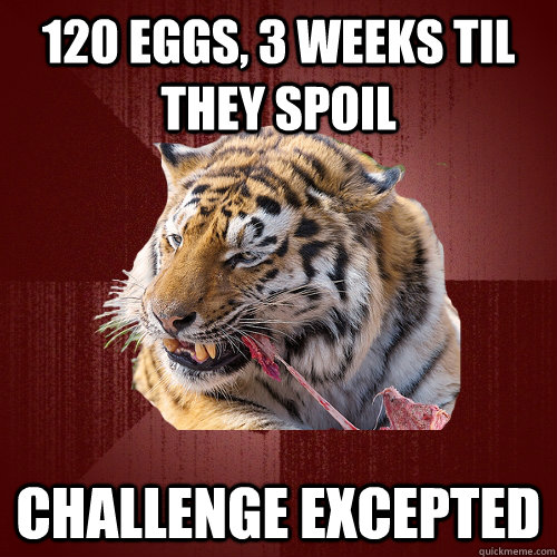 120 eggs, 3 weeks til they spoil challenge excepted  Keto Tiger