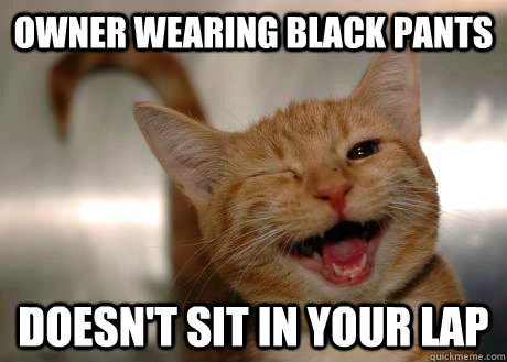 owner Wearing black pants doesn't sit in your lap - owner Wearing black pants doesn't sit in your lap  GoodGuyCat