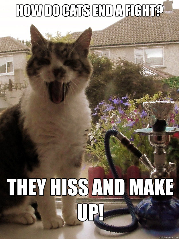 how do cats end a fight? they hiss and make up!  easily entertained stoner cat