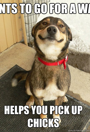 wants to go for a walk helps you pick up chicks  Good Dog Greg