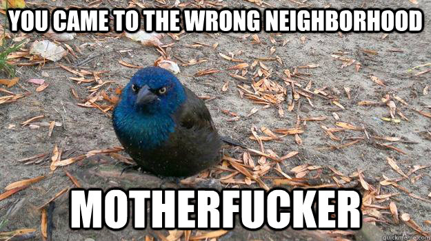 YOU CAME TO THE WRONG NEIGHBORHOOD MOTHERFUCKER - YOU CAME TO THE WRONG NEIGHBORHOOD MOTHERFUCKER  Angry Bird