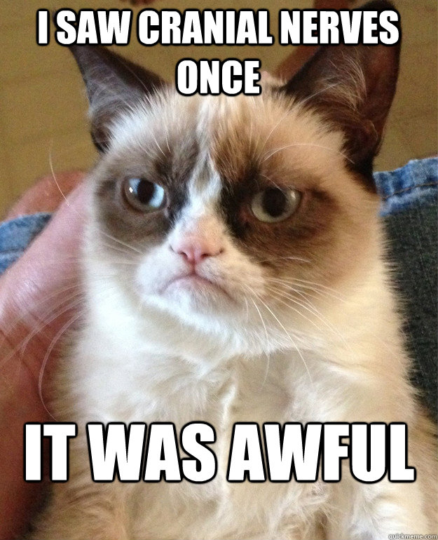 I saw cranial nerves once it was awful  Grumpy Cat