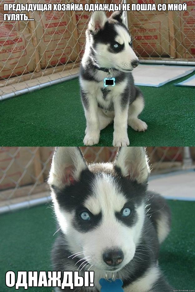 предыдущая хозяйка однажды не пошла со мн
  Insanity puppy