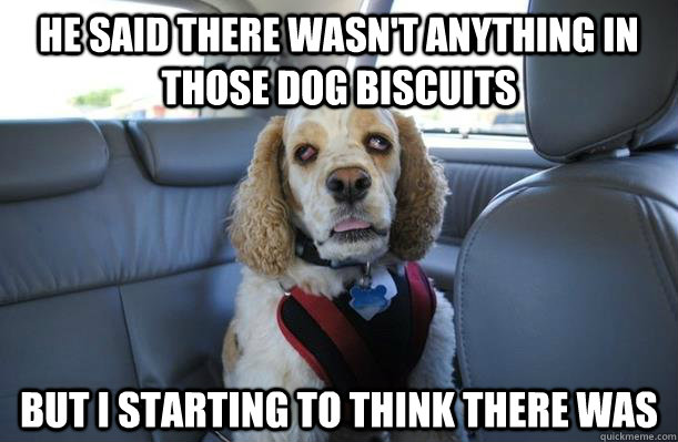 He said there wasn't anything in those dog biscuits  But I starting to think there was  10 Dog